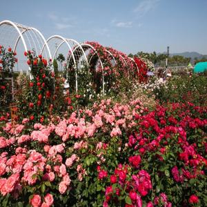 *봄꽃* [KTX+버스]백만송이 장미꽃이 가득한 곡성세계장미축제+전주 한옥마을