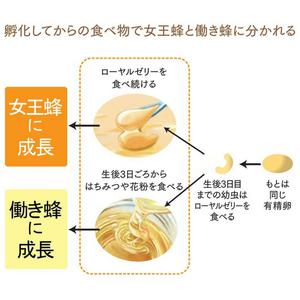 로얄 젤리 엑스트라 100 구입 보충제 식품 50 대 60 70 80 의 히 야마다 양봉장 숍