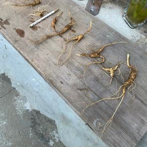 아리랑산양산삼 9-12년근 파삼 7뿌리
