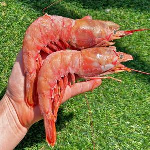 정품 아르헨티나 대왕 랍스타새우 킹 단새우 2kg 홍새우