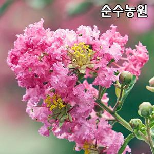 배롱나무 묘목, 분홍꽃 삽목2년 뿌리5개/목백일홍/조경수