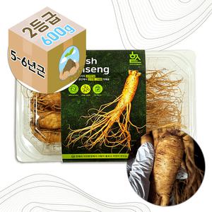 5-6년근 고려 인삼 생 수삼 2호 선물용 600g MD픽