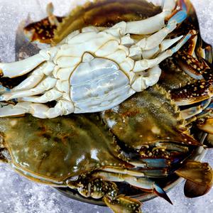 연평도 제철 암꽃게 1kg 3~5미 알배기 특품 급냉 HACCP인증