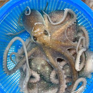 농가살리기 당일어획 고흥 뻘 세발낙지 5마리 (마리당 50g 이하)