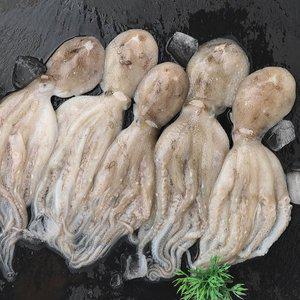 [기타]국내산 제철 쭈꾸미 생물 주꾸미  활쭈꾸미 2kg (14-26마리 내외)