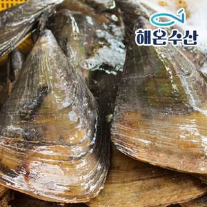 [해온수산] 자연산 키조개(소) 5미 1.2kg내외