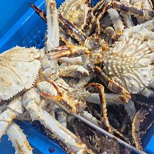수율 꽉 찬 북해도 레드 킹크랩 암게 1.5kg