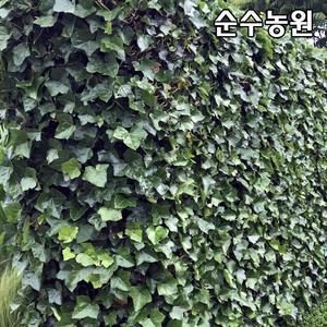 송악모종 3치포트 5개/전국상록노지월동/야생화/음지식물/덩굴식물