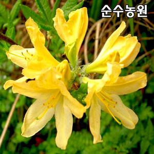 황철쭉 묘목 키30cm 3개/철쭉묘목/꽃나무/조경수