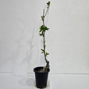 체리나무 스위트하트 화분묘  접목1년생