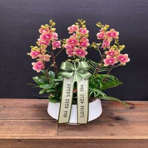 금나비 꽃선물 서양란 영전 승진 개업 이전 이사 어버이날 스승의날 감사 당일배송