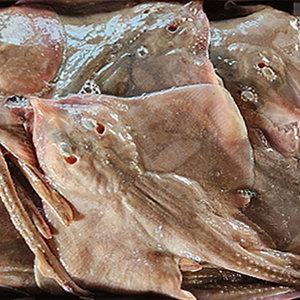 국내 조업 신진도 손질 간재미 갱개미 간자미 찜 탕 1x2 (총 2kg)