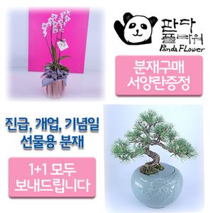 PFCA-001 기념일 이벤트 생신 선물 소나무 화분 분재