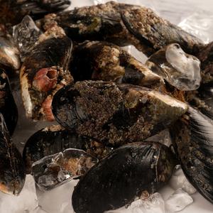 자연산 제철 수산물 담치 섭 홍합탕 홍합 담치 중 1kg [12미 내외]