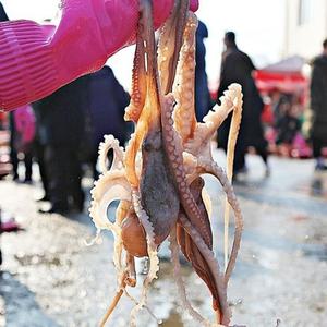 자연산 여수 산 낙지 1kg 34미 낚지 여수낙지 산 낙지 탕탕이 생낙지 활낙지 산낙지택배 생물낙지