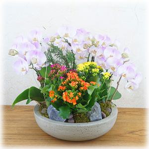 PFA056 서양란 호접란 카랑코에 모둠꽃화분 병원/사무실/회사/관공서/결혼/축하/난초선물
