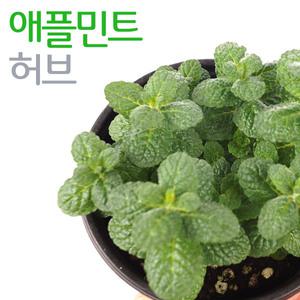 애플민트 허브 (1포트)  / 허브/ 공기정화/ 애플민트