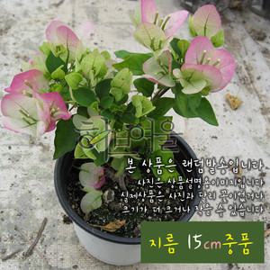 [허브여울관엽] 부겐베리아 핑크엔젤 (화이트핑크) 지름 15cm 중품화분