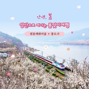 [당일][양산] 하얀 꽃비 내리는 날 (일반버스) / 원동매화마을+통도사 주말