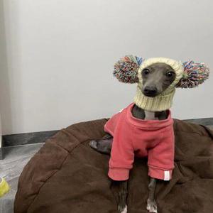 이탈리안그레이하운드귀여운 털모자