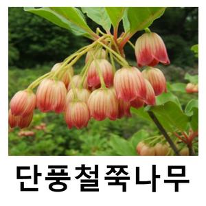 단풍철쭉나무 묘목 방울철쭉 적색 베니사라사도단 4년포트묘