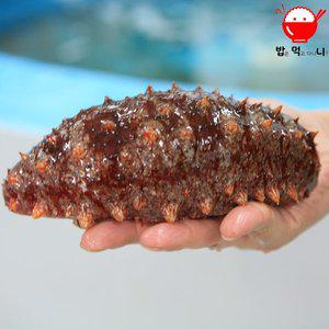 [밥은먹고다니니][밥먹니]청정해역 울릉도 홍해삼 2kg(3~6미) 산지직송!