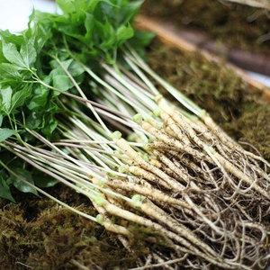 황토 유황농법 새싹삼 새싹인삼 50뿌리 (대)