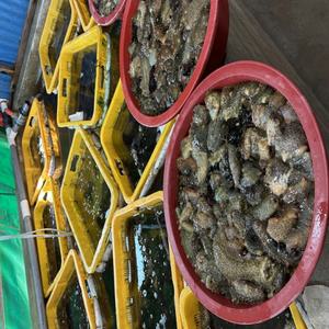 통영 해삼 500g 바다의 삼 보양식