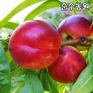 천도복숭아나무 묘목, 천홍 접목1년 뿌리묘(특) 1개/유실수/과실수