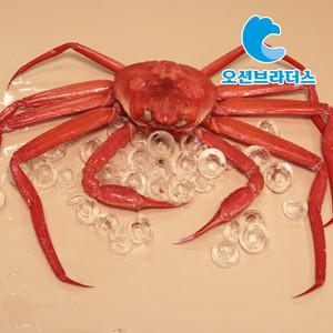 포항 산지직송 홍게 자숙홍게 생물기준 3kg 일반형