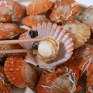 통영 달짝지근 홍가리비 1kg (24미 내외)