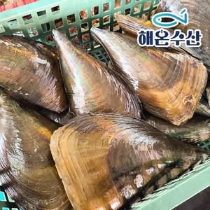 [해온수산] 자연산 키조개(중) 5미 2kg내외