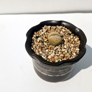 이삭도자기 다육식물 립토스- 생석화 다육식물 키우기쉬운 다육식물