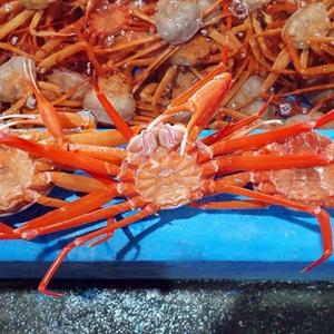 수율 60-70 B급 홍게 6kg 13-22미 자숙 홍게 찜 동해안홍게 포항 구룡포 홍게 후포리홍게 울진 홍게 택배