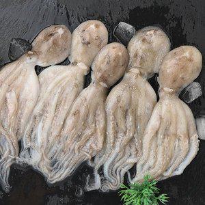 [기타]국내산 제철 쭈꾸미 생물 주꾸미  활쭈꾸미 1kg (7-13마리 내외)