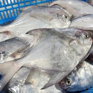 국내산 급냉 횟감 병어 1kg