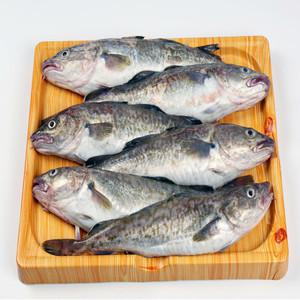 산지직송 국내산 생대구 3kg 5미내외 대구알 매운탕 제철음식