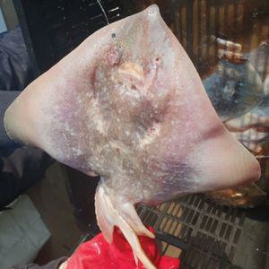 냉동 가오리 간재미 2kg