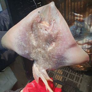 냉동 가오리 간재미 1kg