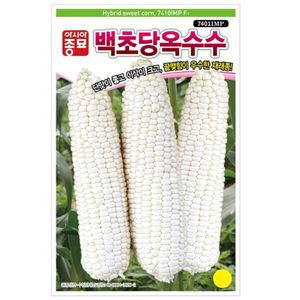 [제이커머스]단맛 큰이삭 백초당 옥수수 씨앗 옥수수종자 종자 종묘 씨
