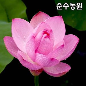 연꽃 모종, 홍연 화분 1개/수생식물/수경재배