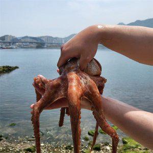 [기타]국내산 통영 활 돌문어 1kg (1~3미) 산지직송 자숙 생물