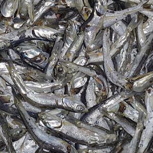 정성애찬 다시멸치(중품) 500g