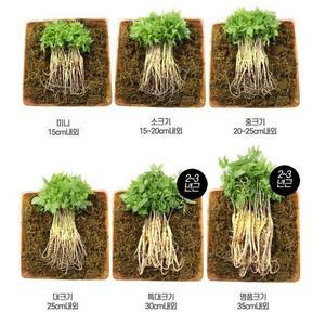 사포닌 고함량 연말 시부모님선물용 새싹삼 16종 중 25cm내외 100뿌리