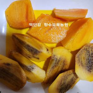 향수묘목농원 먹단감나무 3년생분묘