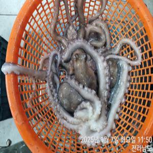 국내산 특대 산낙지 1kg 3-5미 마리당 200-330g 내외 당일조업 탕탕이 볶음 낙지 회 제철 술안주