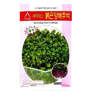 종자 직접 길러먹는 적양배추싹 새싹채소 씨앗 30g 종자