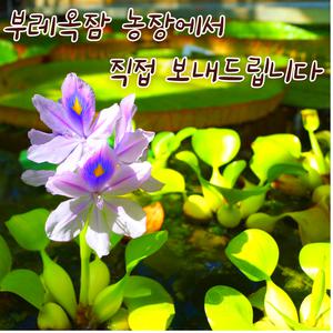 [아트플라워] 부레옥잠 부레옥잠(10개) 교육용 학습용 초등교육 수경식물