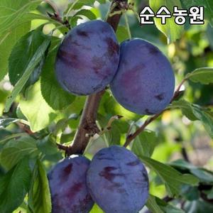 서양자두나무 묘목, 프레지던트 결실주 접목3년생(분) 1개/유실수/과실수