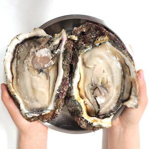벚굴 석화 생굴 벗굴 제철 바위굴 석굴 벚꽃굴 대왕 택배 자연산 거제도 3kg 5kg